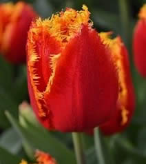 Тюльпаны оптом к 8 марта 2024
