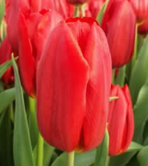 Тюльпаны оптом к 8 марта 2024